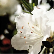 Encore Azalea Autumn Angel, Pure White Re-blooming Shrub   554864485